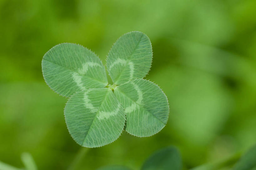 无人,横图,俯视,室外,特写,白天,自由,美景,阴影,朦胧,模糊,新鲜,光线,影子,景观,四叶草,幸运草,绿色,阳光,自然,景色,青春,生命,自然风光,和平,安详,牛角花,统一,冷色,团结,幸运,彩图,高角度拍摄