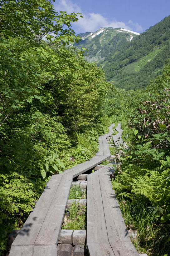 无人,竖图,室外,白天,正面,旅游,度假,美景,森林,山,山脉,树林,植物,长野县,日本,亚洲,阴影,光线,木板,影子,景观,山峰,云,云朵,桥,木桥,山峦,云彩,娱乐,栈桥,树,树木,蓝色,绿色,白云,蓝天,天空,阳光,自然,群山,天,享受,休闲,景色,放松,生长,晴朗,成长,人行桥,木板桥,自然风光,东亚,本州,本州岛,日本国,中部地方,长野,北安,北安昙郡,晴空,彩图,小谷村,栂池高原