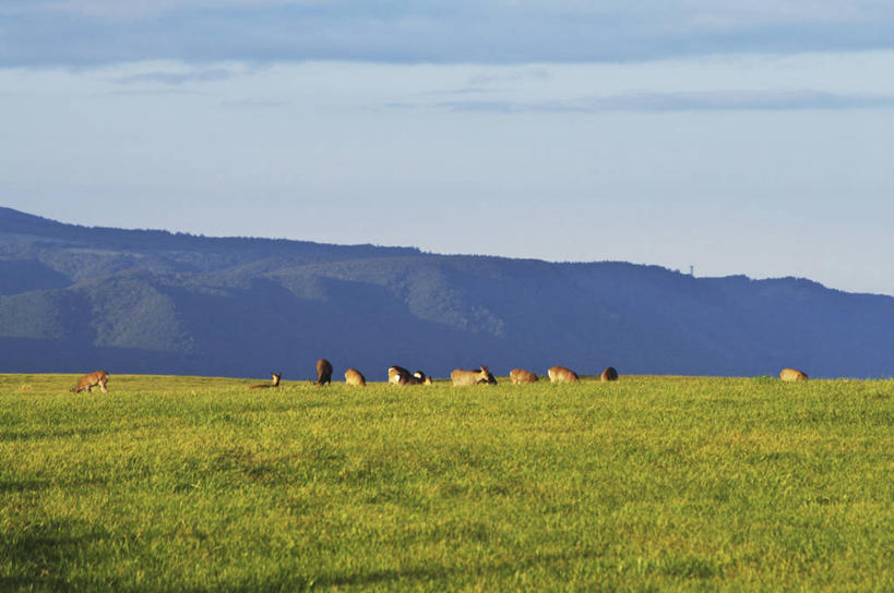 无人,站,横图,室外,白天,正面,旅游,度假,草地,草坪,石头,美景,山,山脉,植物,鹿,野生动物,日本,亚洲,一群,许多,阴影,光线,石子,影子,景观,山顶,山峰,云,云朵,山峦,很多,云彩,注视,娱乐,草,蓝色,绿色,白云,蓝天,天空,阳光,自然,动物,群山,天,观察,看,站着,享受,休闲,景色,放松,可爱,活泼,晴朗,观看,察看,关注,自然风光,东亚,沉积岩,日本国,花鹿,颠峰,极峰,水成岩,石块,岩石,晴空,梅花鹿,站立,彩图,全身
