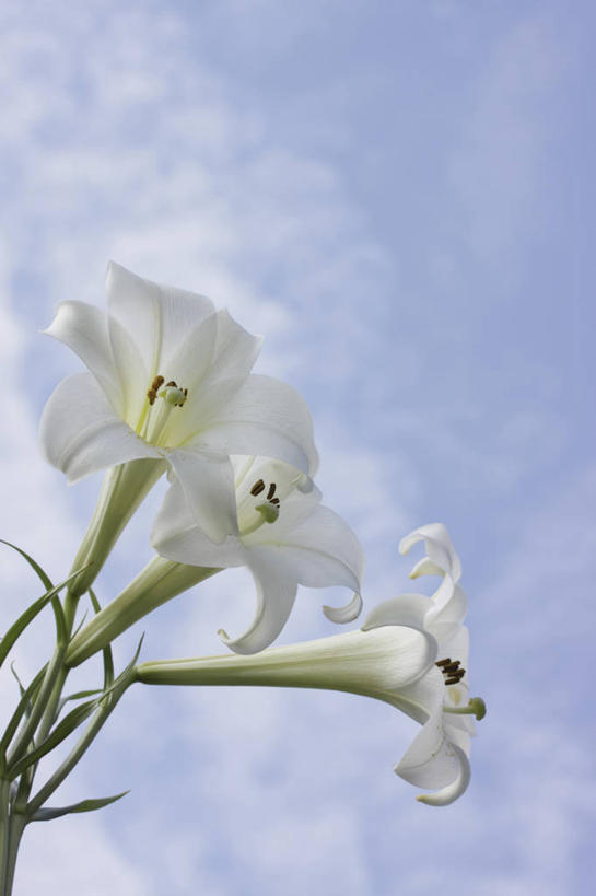 无人,竖图,室外,特写,白天,仰视,花海,花圃,美景,植物,百合花,叶子,阴影,盛开,光线,影子,景观,云,云朵,花蕾,云彩,花,花瓣,花朵,花卉,鲜花,蓝色,绿色,白色,白云,蓝天,天空,阳光,自然,花丛,花束,花田,天,花苞,花蕊,景色,晴朗,自然风光,强瞿,百合蒜,倒仙,番韭,山丹,晴空,彩图,低角度拍摄,白百合,白花百合,圣母百合