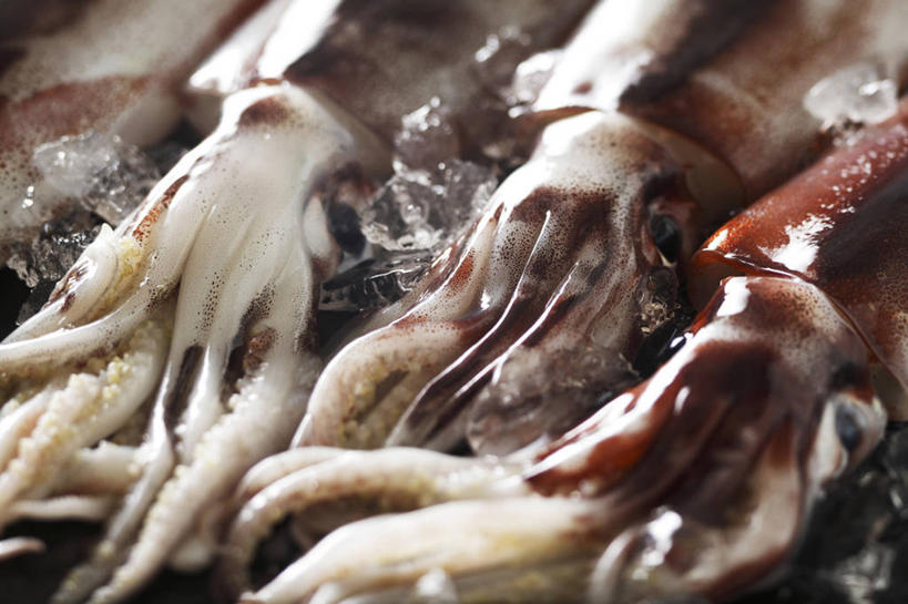 海鲜,无人,横图,俯视,室内,特写,白天,鱿鱼,一排,阴影,整齐,反射,影子,水产,海洋生物,排列,三条,队列,水生动物,海产品,水生物,海底动物,柔鱼,枪乌贼,半身,彩图,高角度拍摄