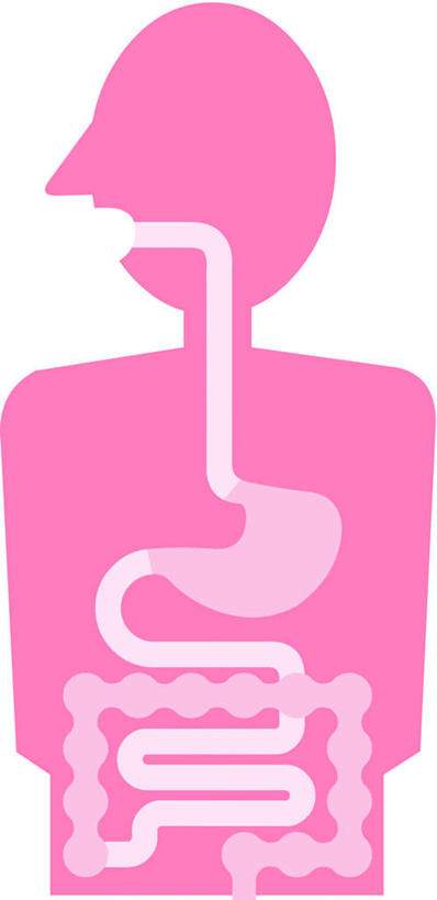 腹部,胃,肠,十二指肠,无人,竖图,插画,室内,白天,白色背景,正面,数码,科技,阴影,曲折,弯曲,网络,高光,几何,计算机图形,系统,合成,图画,画,一个,粉色,人体,蜿蜒,庞大,单个,复杂,电脑合成图,数码合成图,漫画,写实,具体,具象,繁杂,消化,体系,大肠,盲肠,小肠,直肠,胃部,半身,彩图