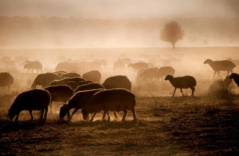 无人,吃,横图,室外,白天,正面,旅游,度假,草地,草坪,美景,日落,山,山脉,树林,植物,羊,许多,阴影,光线,影子,景观,山峰,晚霞,霞光,落日,山峦,注视,娱乐,草,树,树木,蓝色,绿色,蓝天,天空,阳光,自然,黄昏,动物,群山,天,低头,观察,看,享受,休闲,家畜,景色,彩霞,放松,牲畜,生长,成长,观看,察看,关注,自然风光,夕照,夕阳,绵羊,嚼,食,彩图,斜阳