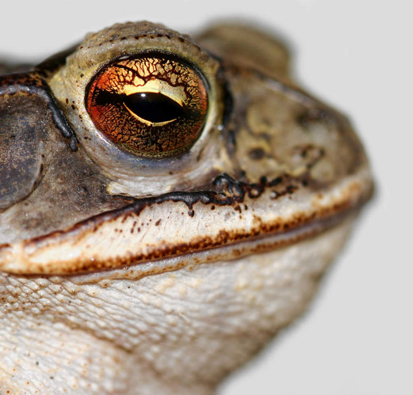 脸,头,脸颊,无人,坐,横图,室内,特写,白天,白色背景,侧面,蟾蜍,野生动物,注视,一只,动物,观察,看,摄影,活泼,影棚,观看,察看,关注,蟾,头部,脸部,脸蛋,面部,癞蛤蟆,蛤蟆,坐着,半身,彩图,影棚拍摄,拍摄