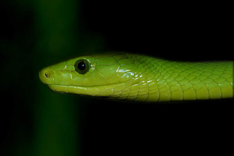 脸,头,脸颊,无人,攀登,横图,室内,特写,白天,正面,野生动物,黑色背景,爬行动物,蛇,一只,绿色,动物,爬,摄影,影棚,冷血动物,凶猛,脊椎动物,长虫,残暴,凶残,头部,脸部,脸蛋,面部,攀爬,半身,彩图,影棚拍摄,拍摄,冷血