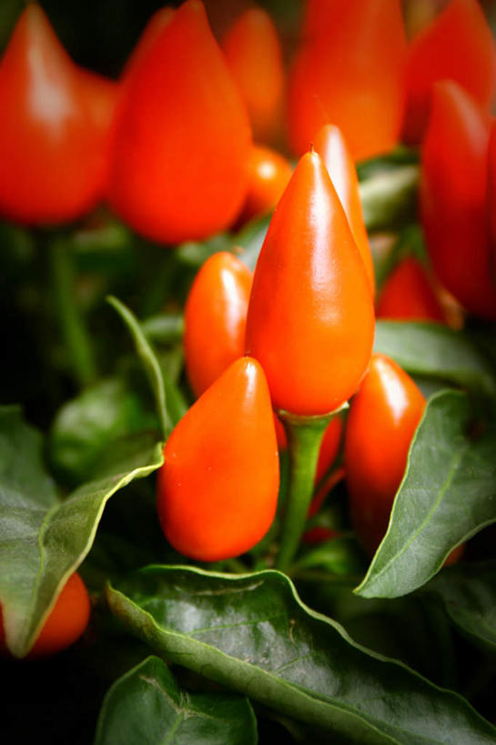 无人,竖图,俯视,室内,特写,白天,辣椒,蔬菜,一堆,许多,堆积,新鲜,食品,食物,有机食品,绿色食品,堆,辣角,红海椒,大椒,辣虎,广椒,辣子,红辣椒,海椒,番椒,彩图,高角度拍摄