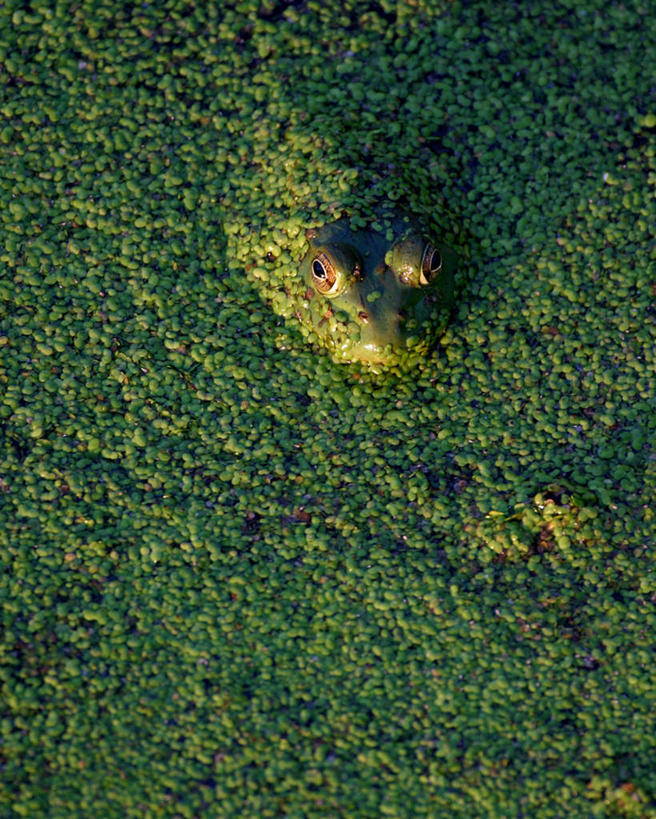 无人,竖图,俯视,室外,白天,旅游,度假,美景,野生动物,美国,景观,娱乐,牛蛙,一只,自然,动物,趴着,享受,休闲,景色,放松,可爱,活泼,沼泽,北美,北美洲,自然风光,美洲,伊利诺斯州,伊利诺伊,伊利诺伊州,伊利诺州,林肯之地,北亚美利加洲,亚美利加洲,池沼,美国牛蛙,趴,彩图,高角度拍摄,全身