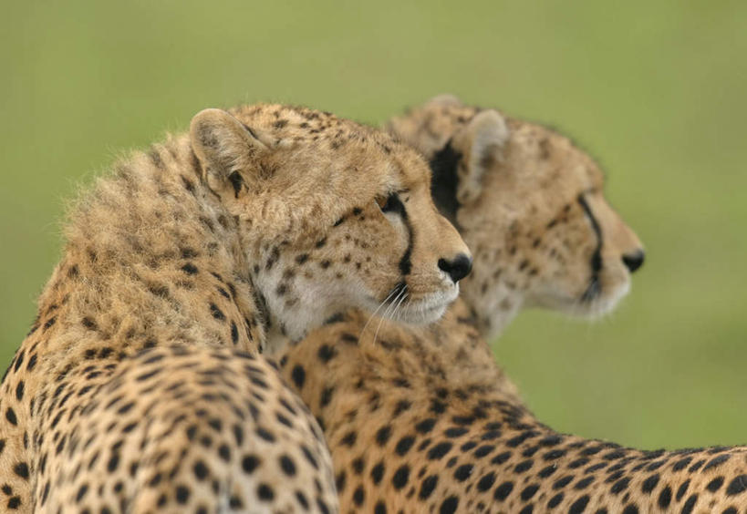 无人,坐,横图,室外,白天,侧面,旅游,度假,美景,豹子,野生动物,非洲,肯尼亚,朦胧,模糊,景观,扭头,注视,娱乐,自然,动物,观察,看,转头,两只,享受,休闲,景色,放松,观看,察看,关注,自然风光,金钱豹,印度豹,凶猛,阿非利加洲,文豹,肯尼亚共和国,残暴,凶残,猎豹,花豹,豹,坐着,半身,彩图