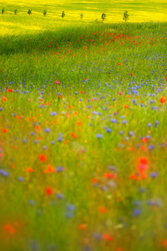 无人,竖图,室外,白天,正面,旅游,度假,幸福,草地,草坪,花海,花圃,美景,植物,叶子,一排,许多,整齐,盛开,景观,花蕾,娱乐,草,花,花瓣,花朵,花卉,鲜花,树,树木,排列,绿色,自然,花丛,花束,花田,花苞,花蕊,享受,休闲,菊花,景色,放松,生长,成长,优雅,纤细,队列,自然风光,矢车菊,忠诚,再生,蓝芙蓉,荔枝菊,思念,热爱,彩图