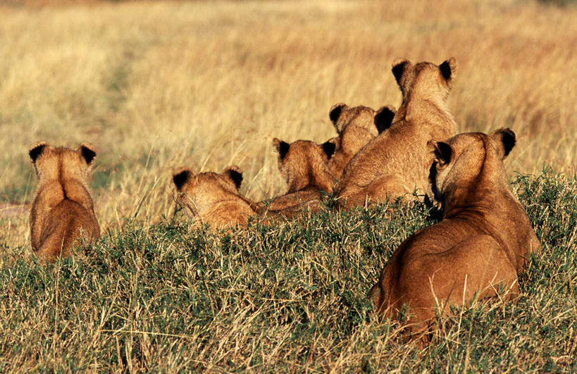 无人,动物园,横图,俯视,室外,白天,草地,草坪,美景,植物,哺乳动物,野生动物,狮子,非洲,肯尼亚,许多,阴影,光线,影子,景观,注视,草,绿色,阳光,自然,动物,观察,看,趴着,景色,观看,察看,关注,自然风光,凶猛,警惕,野生动物园,阿非利加洲,肯尼亚共和国,戒备,警觉,警悟,警醒,残暴,凶残,趴,半身,彩图,高角度拍摄