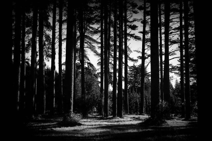 无人,竖图,全景,黑白,室外,白天,正面,度假,草地,草坪,美景,天际线,植物,新西兰,阴影,光线,影子,景观,娱乐,草,树,树木,绿色,天空,阳光,天,享受,休闲,景色,放松,生长,成长,大洋洲,纽西兰,长白云之乡,红杉,常青红杉,海岸红杉,红杉树