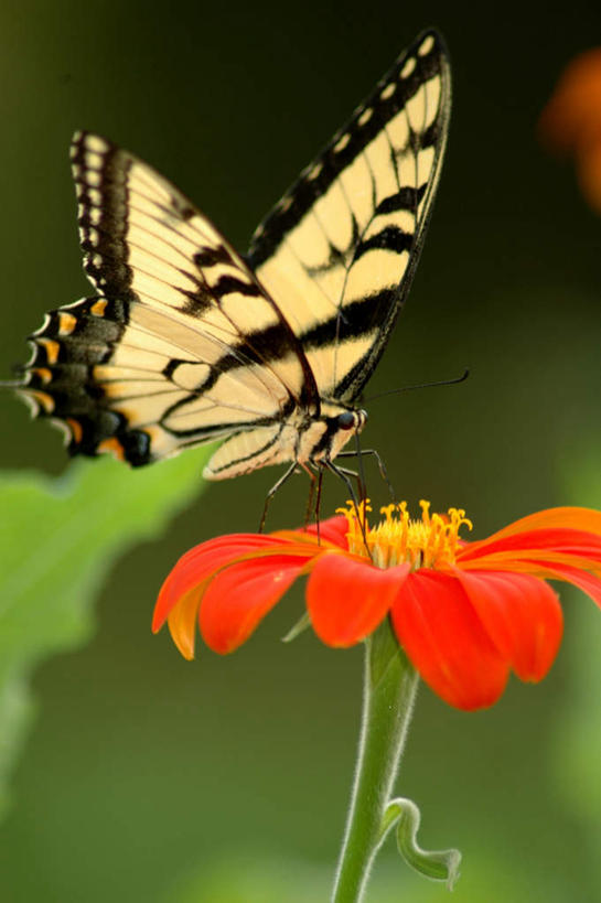 无人,站,竖图,室外,白天,侧面,美景,蝴蝶,伸展,张开,展翅,朦胧,模糊,盛开,翅膀,昆虫,景观,根茎,花蕾,花,花瓣,花朵,鲜花,一只,黄色,红色,黑色,自然,动物,花苞,花蕊,站着,景色,自然风光,益虫,张开翅膀,展开翅膀,站立,彩图,全身