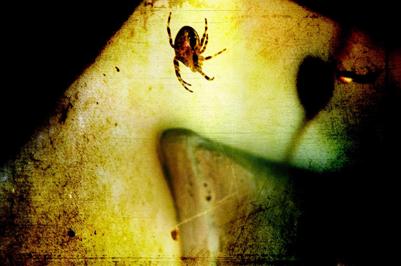 无人,横图,室内,白天,吊挂,连接,悬挂,阴影,组合,反射,昆虫,蜘蛛,蜘蛛网,网,影子,挂,一只,背面,动物,肮脏,链接,紧固,八脚螅,拼接,拼凑,节肢动物,益虫,邋遢,拼合,凑集,聚合,撮合,链结,牢固,波丝,龌龊,污秽,彩图,全身