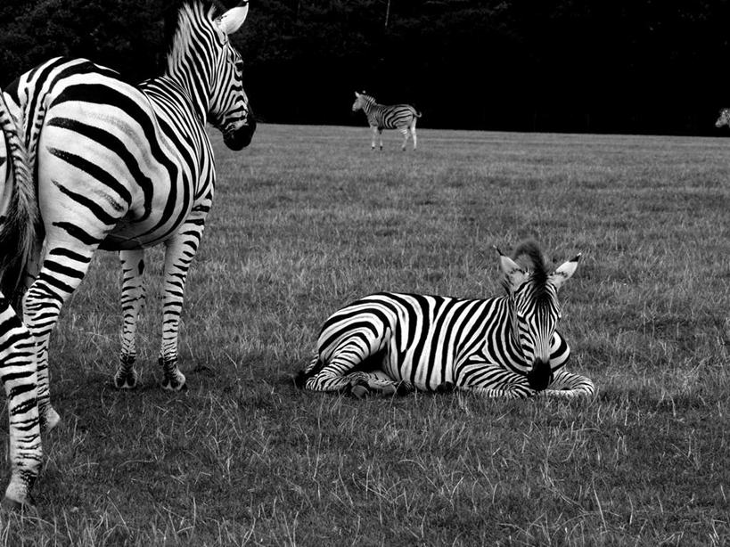 眼睛,鼻子,嘴,耳朵,无人,站,走,躺,横图,黑白,室外,白天,正面,草地,草坪,美景,植物,斑马,马,野生动物,瞳孔,阴影,反射,影子,景观,草,绿色,自然,动物,站着,景色,可爱,眼部,牲畜,活泼,自然风光,三匹,卧着,鼻,鼻孔,耳,耳部,口,口腔,眼,嘴巴,嘴唇,步行,散步,躺着,卧,站立,走路,半身