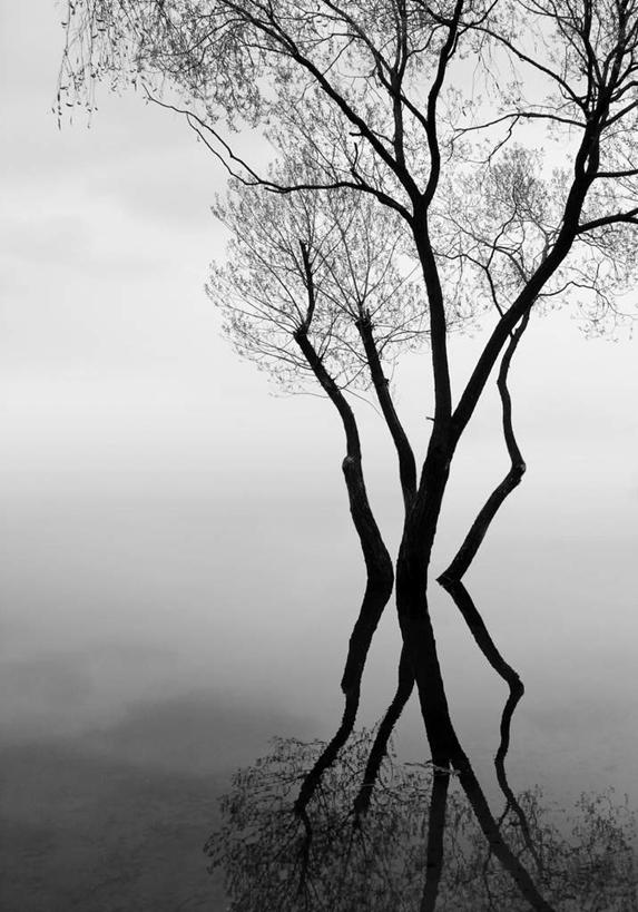 无人,竖图,黑白,室外,白天,旅游,度假,美景,植物,雾,朦胧,模糊,围绕,景观,枝条,娱乐,树,树木,树枝,自然,享受,休闲,景色,放松,缭绕,迷雾,昏暗,自然风光,旋绕,萦绕,灰暗,晦暗,虬枝,枝杈,回绕,大雾