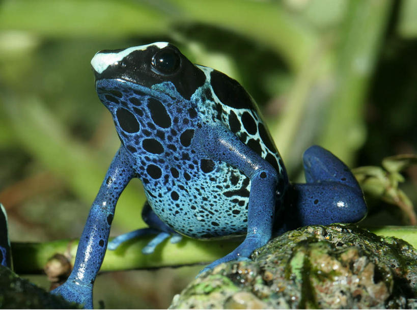 无人,横图,室外,特写,白天,侧面,旅游,度假,美景,植物,野生动物,朦胧,模糊,景观,注视,娱乐,一只,绿色,自然,动物,观察,看,趴着,享受,休闲,景色,放松,生长,成长,观看,察看,有毒,关注,自然风光,毒标枪蛙,毒箭蛙,箭毒蛙,趴,半身,彩图