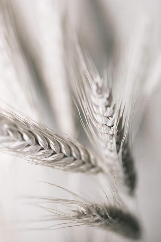 无人,竖图,俯视,室内,特写,白天,农作物,小麦,静物,许多,朦胧,模糊,谷物,很多,白色,稻谷,稻子,麦子,彩图,高角度拍摄