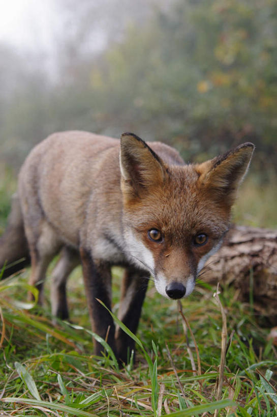 无人,动物园,站,竖图,室外,白天,正面,草地,草坪,美景,植物,雾,狐狸,野生动物,阴影,朦胧,模糊,光线,影子,景观,注视,草,一只,黄色,绿色,阳光,自然,动物,观察,看,站着,景色,观看,迷雾,察看,关注,自然风光,狡猾,警惕,野生动物园,狡诈,戒备,警觉,警悟,警醒,大雾,站立,彩图,全身
