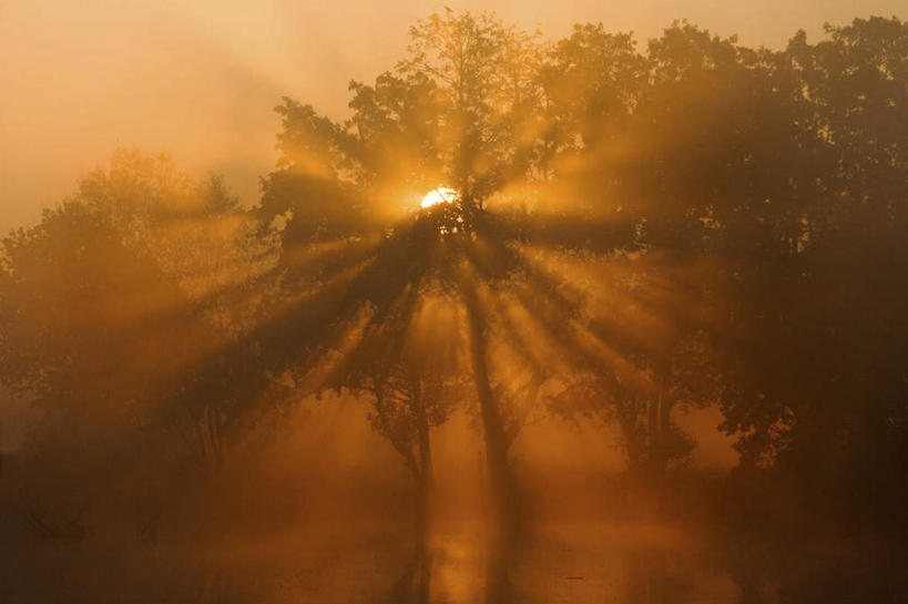 无人,横图,室外,白天,正面,草地,草坪,日出,美景,太阳,植物,雾,阴影,朦胧,模糊,光线,影子,景观,朝霞,晨曦,黎明,草,树,树木,绿色,阳光,自然,景色,生长,成长,迷雾,自然风光,朝阳,大雾,彩图,破晓