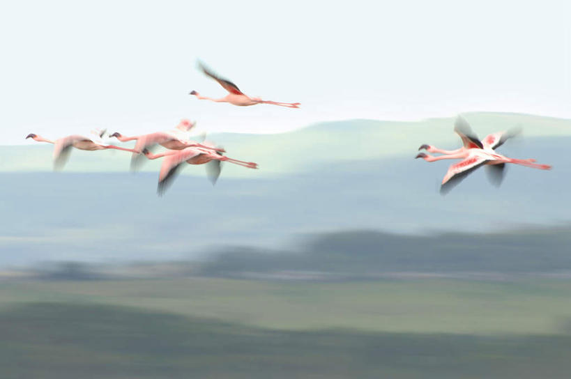 无人,横图,室外,白天,正面,旅游,度假,美景,山,山脉,鸟,许多,飞翔,阴影,飞行,光线,红鹤,火烈鸟,鸟类,影子,景观,山峰,山峦,很多,翱翔,娱乐,飞,蓝色,蓝天,天空,阳光,自然,群山,天,享受,休闲,景色,放松,自然风光,彩图,全身