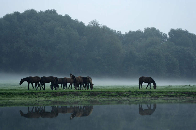 无人,走,吃,横图,室外,白天,侧面,旅游,度假,草地,草坪,河流,美景,森林,树林,水,植物,马,野生动物,一群,许多,河水,景观,水流,凌晨,清晨,很多,娱乐,草,树,树木,蓝色,绿色,倒影,蓝天,天空,自然,动物,天,享受,休闲,景色,放松,茂密,运输,牲畜,茂盛,生长,晴朗,成长,倒映,早晨,自然风光,万里无云,反照,晴空,晴空万里,步行,嚼,散步,食,走路,彩图,全身
