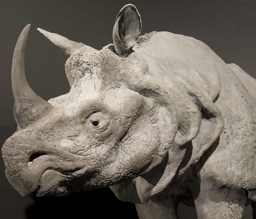 脸,头,脸颊,无人,站,横图,室内,特写,白天,正面,野生动物,一头,阴影,灰色背景,锐利,反射,影子,注视,白色,动物,观察,看,站着,摄影,影棚,观看,察看,锋利,尖锐,关注,尖利,凶猛,牛角,犀利,厉害,残暴,凶残,头部,脸部,脸蛋,面部,犀牛,站立,半身,彩图,影棚拍摄,拍摄