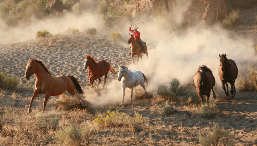 西方人,一个人,坐,跑,举,横图,室外,白天,正面,旅游,度假,草地,草坪,美景,植物,马,野生动物,帽子,欧洲,欧洲人,仅一个男性,仅一个人,仅一个中年男性,握,阴影,服装,朦胧,模糊,光线,影子,景观,泥土,土壤,烟雾,拿,拿着,注视,休闲装,娱乐,五匹,草,衣服,绿色,阳光,自然,动物,遮阳帽,观察,看,托,享受,休闲,休闲服,景色,放松,可爱,握着,运输,服饰,牲畜,观看,察看,关注,自然风光,男人,男性,中年男性,白种人,举起,举手,举着,跑步,向上举,向上伸,向上托,坐着,彩图,全身