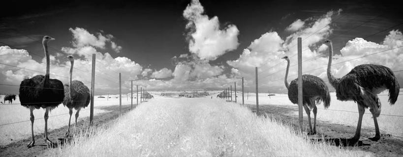 无人,农场,栏杆,站,横图,黑白,室外,白天,正面,旅游,度假,畜牧业,牧场,草地,草坪,美景,植物,鸟,鸵鸟,四只,阴影,光线,鸟类,影子,景观,云,云朵,围栏,云彩,注视,娱乐,护栏,草,蓝色,绿色,白云,蓝天,天空,阳光,自然,天,观察,看,站着,享受,休闲,景色,放松,可爱,晴朗,观看,察看,关注,自然风光,畜牧,牧业,美洲鸵鸟,美洲鸵,晴空,站立,全身