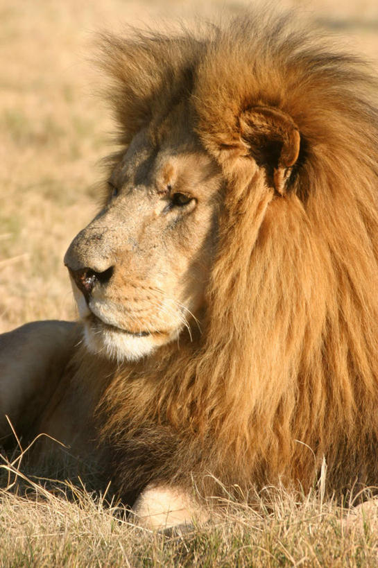 脸,头,脸颊,无人,竖图,室外,特写,白天,正面,植物,哺乳动物,野生动物,狮子,阴影,枯萎,模糊,光线,影子,枯草,扭头,注视,肩膀,草,黄色,阳光,动物,观察,看,趴着,转头,观看,察看,关注,凶猛,美洲狮,山狮,含糊,恍惚,模胡,依稀,隐约,残暴,凶残,头部,脸部,脸蛋,面部,趴,半身,彩图