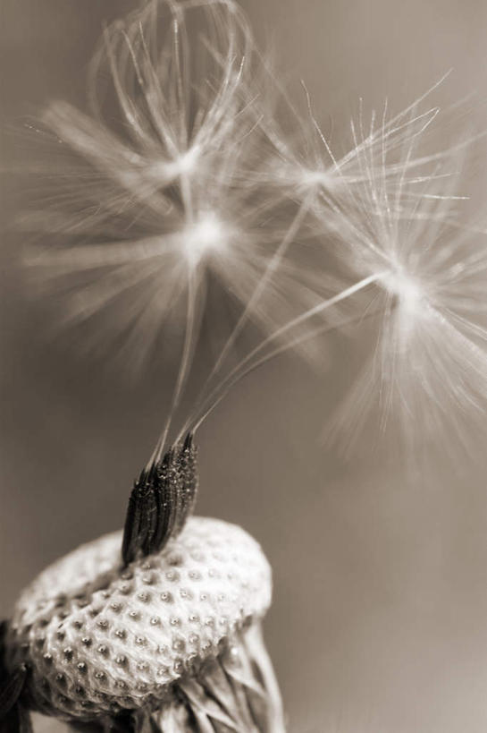 无人,竖图,黑白,室外,特写,白天,正面,爱情,蒲公英,漂浮,盛开,飘扬,飘落,花蕾,花,花瓣,花朵,鲜花,一朵,白色,花苞,花蕊,下沉,降落,开朗,飘零,蒲公草,尿床草