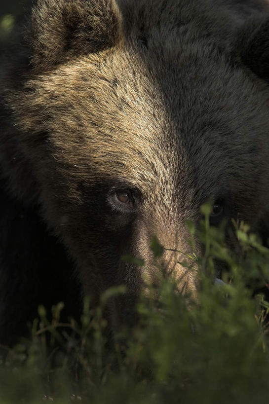 脸,头,脸颊,无人,坐,竖图,室外,特写,白天,正面,草地,草坪,植物,野生动物,熊,一头,注视,肩膀,草,绿色,动物,观察,看,观看,察看,关注,凶猛,残暴,凶残,头部,脸部,脸蛋,面部,棕熊,马熊,坐着,半身,彩图