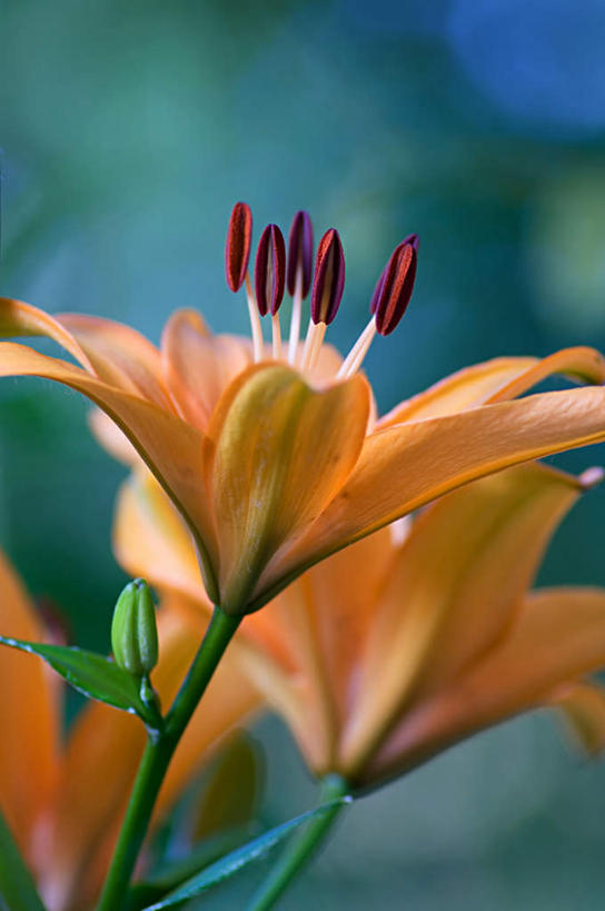 无人,竖图,室外,白天,正面,美景,百合花,叶子,阴影,朦胧,模糊,盛开,光线,影子,景观,根茎,绿叶,花蕾,花,花瓣,花朵,鲜花,一朵,阳光,自然,花苞,花蕊,橙色,嫩叶,景色,自然风光,强瞿,百合蒜,倒仙,番韭,山丹,叶,叶片,彩图