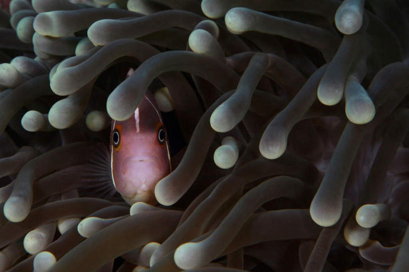 无人,横图,室外,白天,正面,美景,一条,鱼,触须,珊瑚,景观,注视,小丑鱼,鱼类,红色,自然,观察,看,景色,遮掩,观看,察看,关注,自然风光,海葵鱼,警惕,遮蔽,掩蔽,掩藏,三带双锯鱼,双锯鱼,戒备,警觉,警悟,警醒,半身,彩图