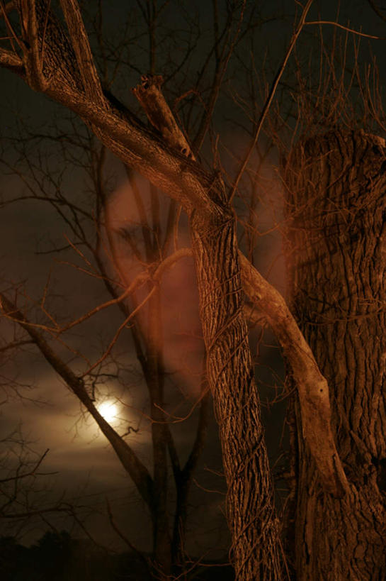 无人,竖图,室外,白天,正面,植物,许多,阴影,光线,影子,月亮,灯光,树桩,枝条,月光,很多,凌乱,树,树干,树木,树枝,一个,木桩,单个,惊恐,明亮,混乱,皎洁,纷乱,缭乱,庞杂,惊骇,虬枝,枝杈,恐惧,彩图