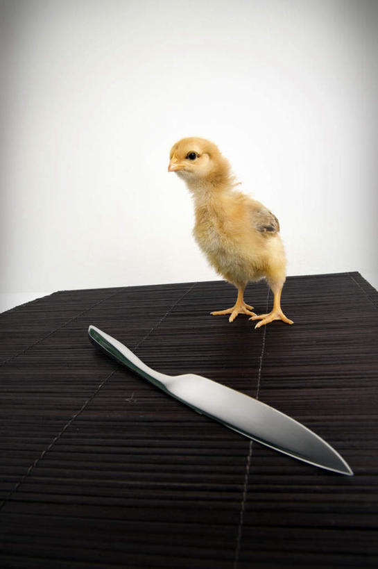 无人,站,竖图,俯视,室内,白天,桌面,桌子,鸡,餐具,金属制品,阴影,反射,金属,木制,工具,影子,刀具,注视,家禽,一个,一只,黄色,动物,木制品,刀,观察,看,站着,牲畜,单个,观看,察看,关注,餐刀,警惕,戒备,警觉,警悟,警醒,站立,彩图,高角度拍摄