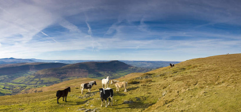 无人,站,横图,室外,白天,正面,旅游,度假,草地,草坪,美景,山,山脉,植物,马,野生动物,英国,欧洲,阴影,光线,影子,景观,山峰,云,云朵,山峦,云彩,娱乐,草,四匹,蓝色,绿色,白云,蓝天,天空,阳光,自然,动物,群山,天,站着,享受,休闲,景色,放松,运输,牲畜,晴朗,西欧,自然风光,大不列颠,威尔士,大不列颠及北爱尔兰联合王国,大不列颠联合王国,日不落英帝国,威尔士公国,晴空,站立,彩图