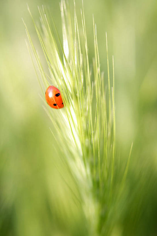 无人,竖图,室外,特写,白天,正面,农作物,小麦,美景,瓢虫,阴影,朦胧,模糊,反射,昆虫,影子,斑点,景观,谷物,一只,自然,动物,稻谷,稻子,景色,麦子,自然风光,益虫,七星瓢虫,花大姐,彩图,全身
