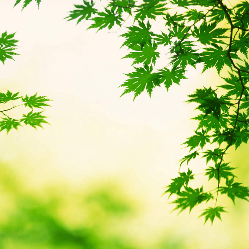 无人,方图,室内,特写,白天,正面,旅游,度假,美景,静物,叶子,阴影,新鲜,光线,影子,景观,绿叶,夏季,娱乐,绿色,阳光,自然,夏日,夏天,享受,休闲,嫩叶,景色,放松,青春,生命,自然风光,和平,安详,炎天,冷色,叶,叶片,彩图