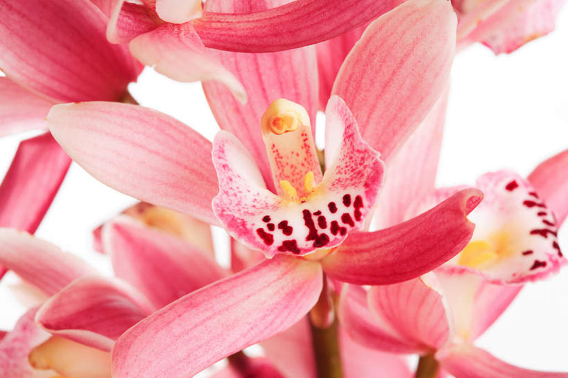 无人,横图,俯视,室内,特写,白天,白色背景,静物,盛开,花蕾,花,花瓣,花朵,鲜花,红色,花苞,花蕊,摄影,影棚,高雅,淡泊,花中君子,兰花,彩图,高角度拍摄,影棚拍摄,拍摄