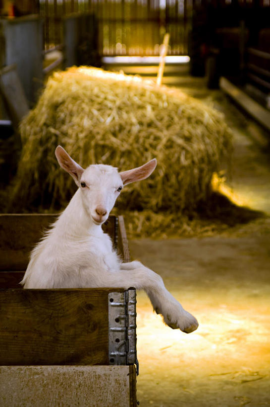 无人,农场,站,竖图,室内,白天,侧面,度假,畜牧业,牧场,美景,田园,羊,阴影,光线,影子,草堆,景观,干草,扭头,注视,娱乐,一只,白色,阳光,动物,草垛,观察,看,站着,转头,享受,休闲,家畜,景色,放松,牲畜,观看,风光,察看,关注,畜牧,牧业,绵羊,站立,半身,彩图