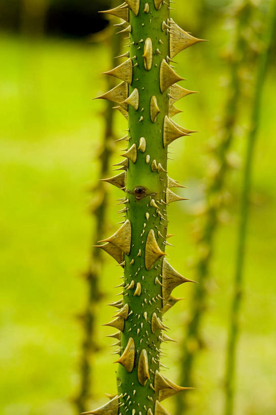 无人,竖图,室外,特写,白天,正面,爱情,幸福,纯洁,热情,安全,美景,玫瑰,静物,朦胧,模糊,锐利,景观,根茎,玫瑰花,防护,浪漫,自然,温暖,温馨,景色,恩爱,保护,和睦,锋利,尖锐,自然风光,保险,感动,尖利,保全,周全,安稳,安定,尊敬,犀利,厉害,平安,天真,刺玫花,徘徊花,彩图,融洽