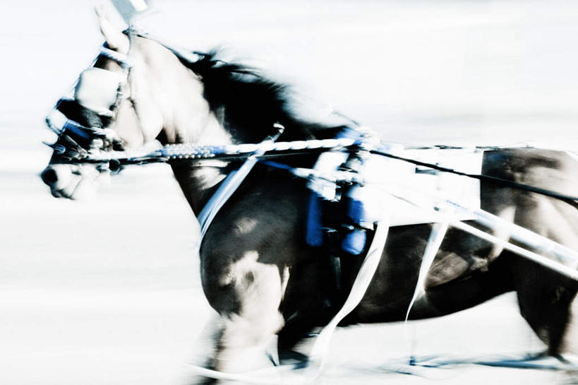 无人,站,横图,室外,特写,白天,侧面,马,野生动物,阴影,模糊,光线,影子,一匹,阳光,动物,站着,运输,牲畜,曝光,含糊,恍惚,模胡,依稀,隐约,暴光,站立,半身,彩图