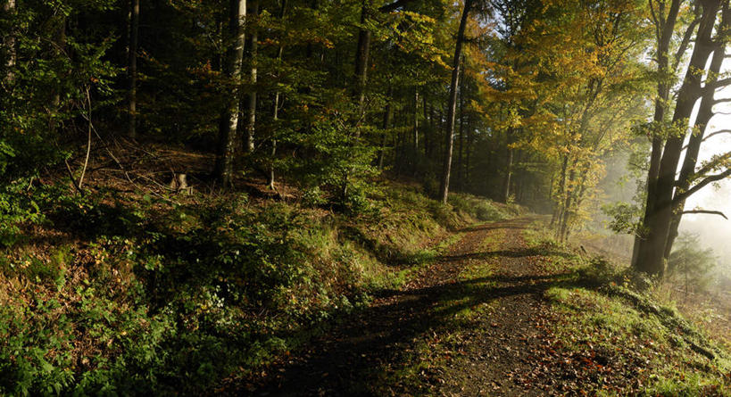 无人,横图,室外,白天,正面,旅游,度假,美景,道路,路,阴影,光线,影子,景观,云,云朵,小路,交通,云彩,娱乐,蓝色,白云,蓝天,天空,阳光,自然,天,享受,休闲,景色,放松,自然风光,榉树,大叶榉,红榉树,白榉,大叶榉树,彩图