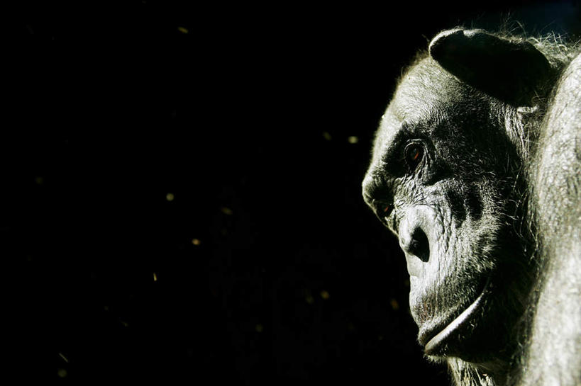 脸,头,脸颊,站,坐,横图,室内,特写,白天,正面,野生动物,猩猩,黑色背景,注视,一只,动物,观察,看,站着,摄影,活泼,影棚,观看,察看,关注,黑猩猩,黄猩猩,头部,脸部,脸蛋,面部,红猩猩,红毛猩猩,站立,坐着,半身,彩图,影棚拍摄,拍摄