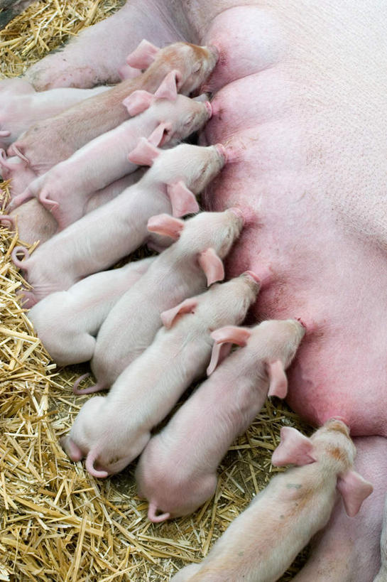 无人,家庭,农场,吃,竖图,俯视,室外,白天,畜牧业,牧场,植物,猪,一排,许多,枯萎,整齐,枯草,草,排列,黄色,动物,温暖,温馨,一家人,家畜,牲畜,和睦,队列,吮吸,猪圈,畜牧,牧业,豢养,喂养,嚼,食,半身,彩图,高角度拍摄,融洽