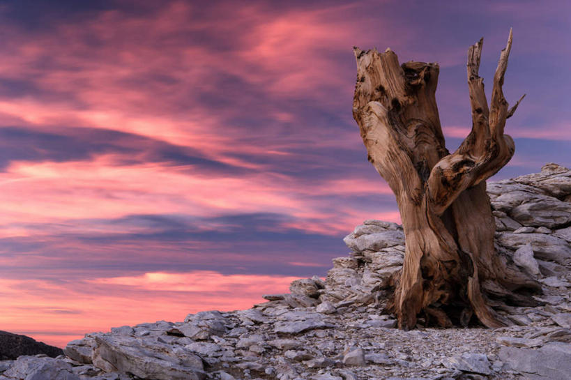 无人,横图,室外,白天,正面,旅游,度假,美景,美国,一棵,景观,悬崖,云,云朵,树桩,云彩,娱乐,树,树干,蓝色,白云,蓝天,天空,自然,黄昏,天,享受,休闲,木桩,景色,放松,晴朗,北美,北美洲,矗立,加利福尼亚,自然风光,美洲,耸立,加州,加利福尼亚州,金州,黄金州,北亚美利加洲,亚美利加洲,挺立,绝壁,薄暮,狐尾松,晴空,彩图,傍晚