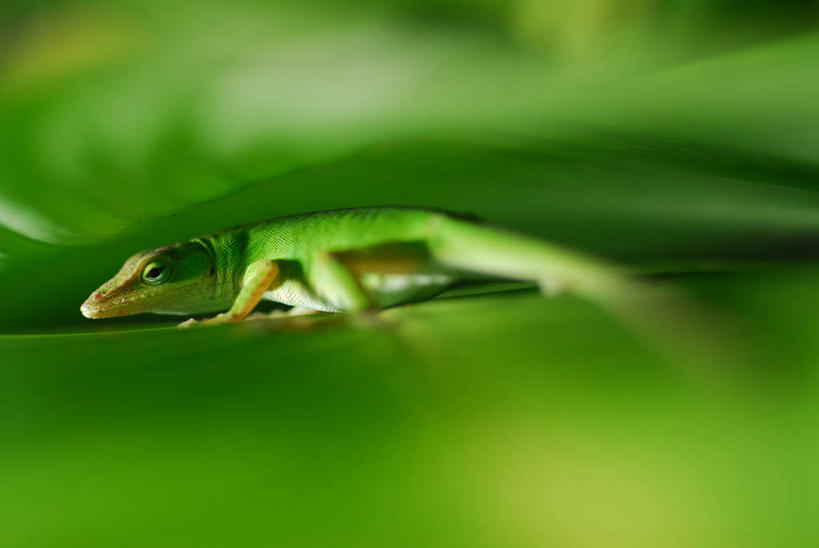 眼睛,鼻子,嘴,无人,横图,室外,特写,白天,正面,旅游,度假,美景,野生动物,蜥蜴,叶子,瞳孔,阴影,新鲜,反射,影子,景观,绿叶,注视,娱乐,一只,绿色,自然,动物,观察,看,趴着,享受,休闲,嫩叶,景色,放松,眼部,观看,青春,察看,生命,关注,自然风光,和平,安详,石龙子,泉龙,猪婆蛇,四脚蛇,蜴,冷色,鼻,鼻孔,口,口腔,眼,嘴巴,嘴唇,叶,叶片,趴,半身,彩图