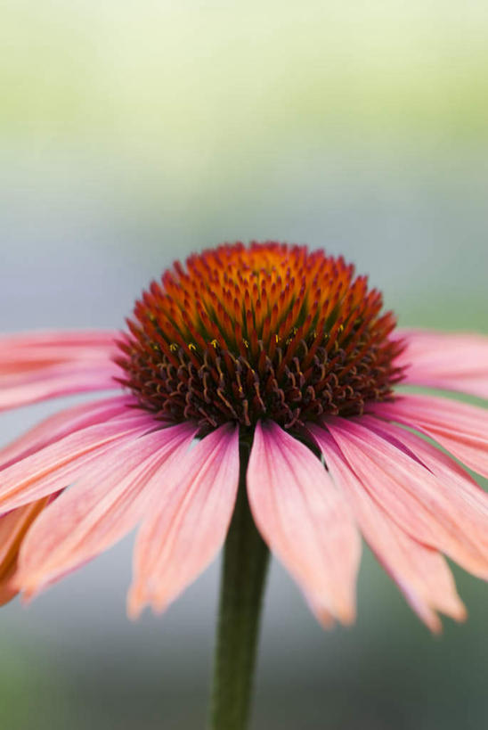 无人,竖图,室外,特写,白天,正面,兴奋,热情,朦胧,模糊,新鲜,盛开,茎,开放,花蕾,花,花瓣,花朵,鲜花,红色,绿色,花苞,花蕊,健康,温暖,奔放,活力,积极,激情,朝气,松果菊,青春,暖色,吉祥,生命,紫锥花,和平,安详,饱满,紫锥菊,放弃,革命,热烈,赤色,充实,斗志,喜气,主动,冷色,懈怠,彩图,欢乐