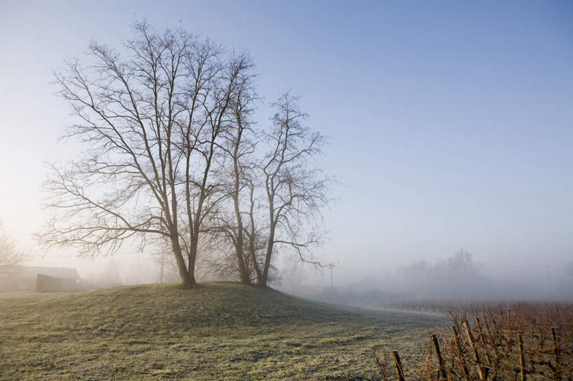 无人,横图,室外,白天,正面,旅游,度假,草地,草坪,美景,植物,法国,欧洲,景观,娱乐,草,树,树木,蓝色,绿色,蓝天,天空,自然,天,享受,休闲,景色,放松,生长,晴朗,成长,自然风光,万里无云,法兰西共和国,波尔多,法兰西第五共和国,波尔多市,晴空,晴空万里,彩图