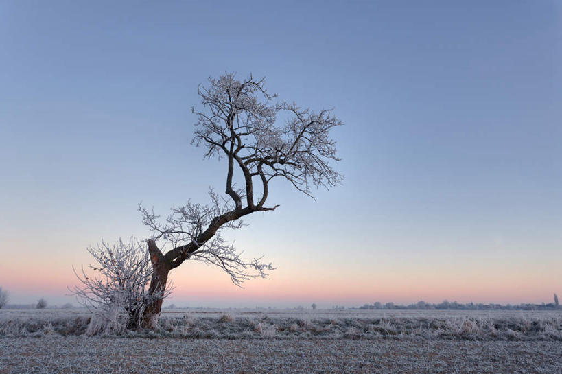 无人,横图,室外,白天,正面,旅游,度假,美景,雪,植物,大雪,一棵,枯萎,地平线,积雪,景观,雪景,云,云朵,冬季,冬天,辽阔,地面,云彩,娱乐,树,树木,蓝色,绿色,白云,蓝天,天空,自然,天,享受,休闲,广阔,景色,放松,寒冷,生长,晴朗,成长,一望无际,死亡,自然风光,延伸,天地相交,严寒,无边无际,一马平川,孤苦,枯败,伶仃,孤单,孤独,晴空,彩图